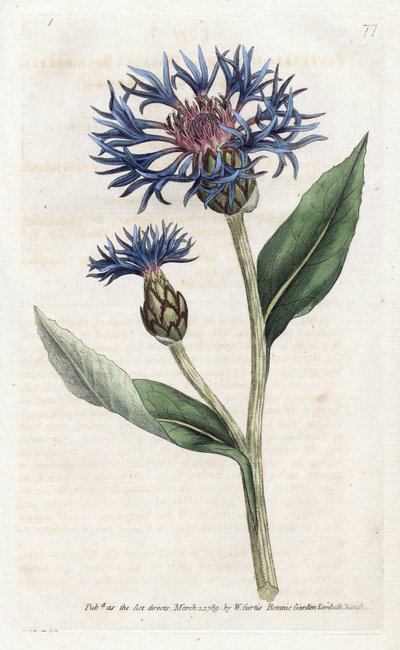Mountain Centauree または Perennial Blueberry - James Sowerby (1757-1822) 作のリトグラフ、William Curtis