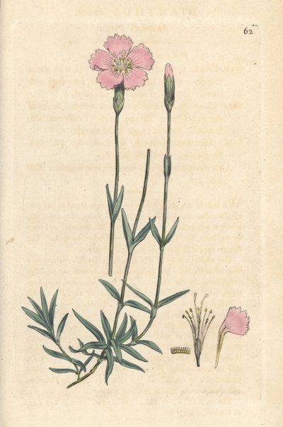 マウンテン ピンク、Dianthus caesius。 James Smith
