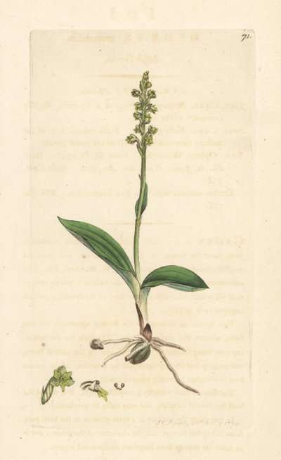 ジャコウラン、Herminium monorchis (ジャコウラン、Ophrys monorchis)。 James Smith