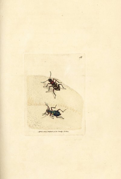 北部砂丘虎甲虫、Cicindela ハイブリッド。 The British Miscellany の James Sowerby による手彩色の銅版画、または新しい、珍しい、またはほとんど知られていない動物の彩色された図。 作： James Sowerby