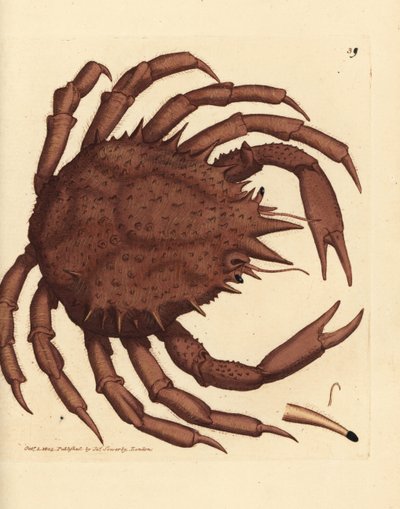 ノルウェーのタラバガニまたは北部石ガニ、Lithodes maja。 The British Miscellany の James Sowerby による手彩色の銅版画、または新しい、珍しい、またはほとんど知られていない動物の彩色された図。 作： James Sowerby