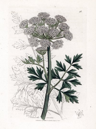 Oenanthe safranee - Hemlock water dropwort, Oenanthe crocata. Handcoloured copperplate engraving from a botanical illustration by James Sowerby from William Woodville and Sir William Jackson Hooker