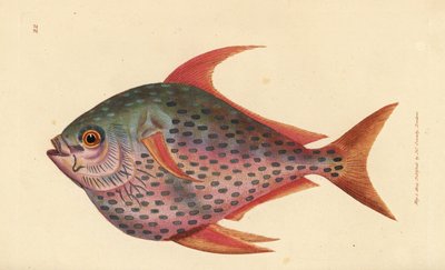 オパ、ランプリス・グッタタス（ゼウス・オパ）。 The British Miscellany の James Sowerby による手彩色の銅版画、または新しい、珍しい、またはほとんど知られていない動物の彩色された図。 作： James Sowerby