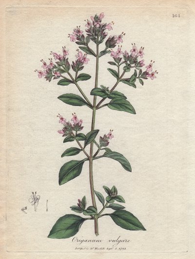 オレガノ。 ジェームズ・ソワービー (1757-1822) の素描からの手彩色の銅版画、薬草植物所蔵 作： James Sowerby