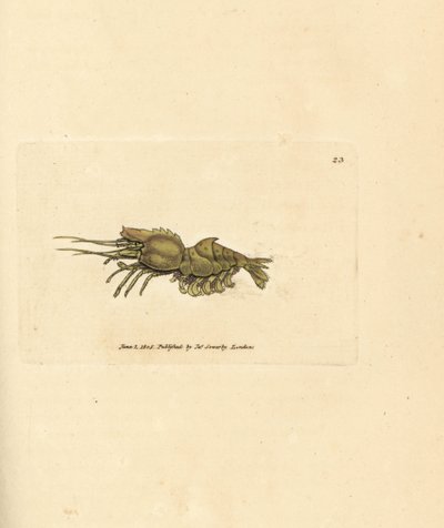 オウムエビ、Spirontocaris spinus (脊椎裏打ちエビ、蟹座棘)。 The British Miscellany の James Sowerby による手彩色の銅版画、または新しい、珍しい、またはほとんど知られていない動物の彩色された図。 作： James Sowerby