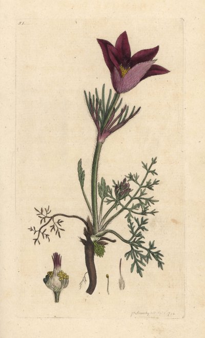 パスクフラワー、アネモネ pulsatilla (pulsatille) ジェームズ・スミスの英国植物学、ロンドンのジェームズ・ソワービーによるイラストの後の手彩色の銅版画の彫刻 作： James Sowerby