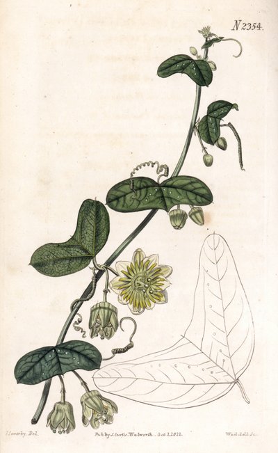 パッション フラワー variete - Passiflora biflora (三日月葉トケイソウ、パッシフローラ ルナタ)。 サミュエル・カーティスの「「植物誌」」ロンドンのジェームズ・ソワービーによるイラストの後、ウェッデルによる手彩色の銅版画の彫刻 作： James Sowerby