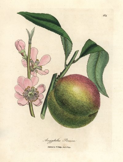 熟した果実とピンクの花を持つ桃の木、Amygdalus persica 作： James Sowerby