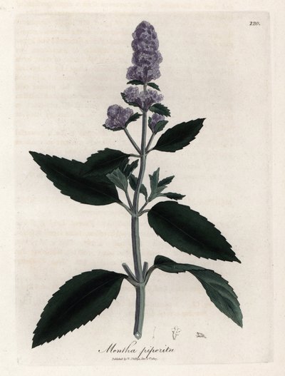 ペパーミント。 Botanique Medicinale の James Sowerby (1757-1822) による素描からの手彩色の銅版画 作： James Sowerby