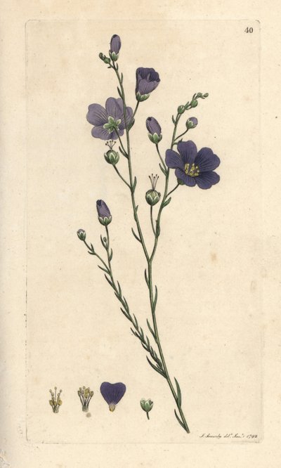 多年草の亜麻、Linum perenne (亜麻のペレス) James Smith