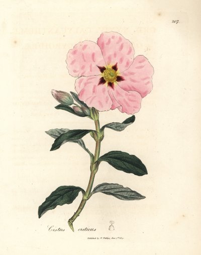 ピンクの花クレタ シスタス、Cistus creticus 作： James Sowerby