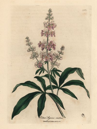 ピンクの花が咲く純潔の木、Vitex agnus castus 作： James Sowerby