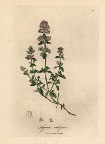 ピンクの花が咲くガーデン タイム、胸腺尋常性 作： James Sowerby
