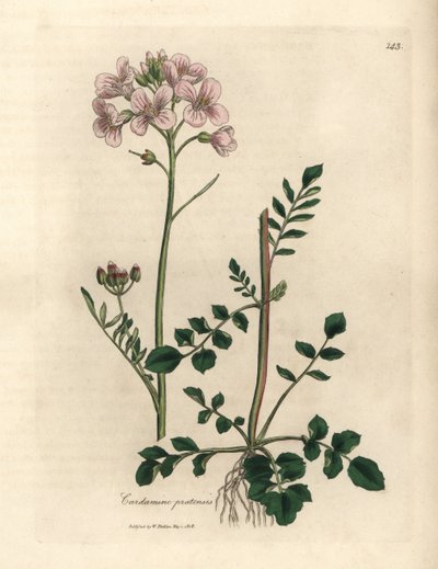 ピンクの花のレディース スモックまたはカッコウの花、Cardamine pratensis 作： James Sowerby