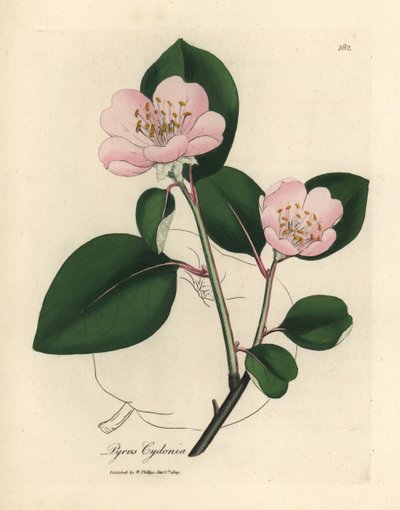 ピンクの花が咲くマルメロの木、Pyrus cydonia 作： James Sowerby