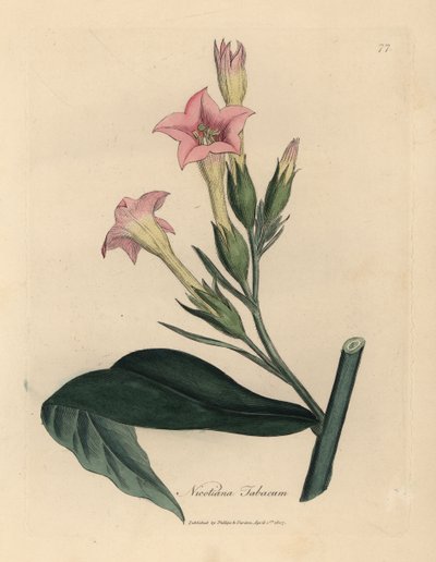 ピンクの花のタバコ植物、Nicotiana tabacum 作： James Sowerby