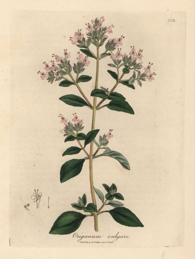 ピンクの花が咲く野生のマジョラム、オリガナム・ブルガレ 作： James Sowerby