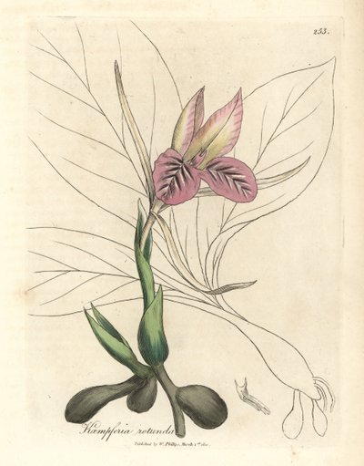 ピンクの花ゼドリー、Kaempferia rotunda 作： James Sowerby