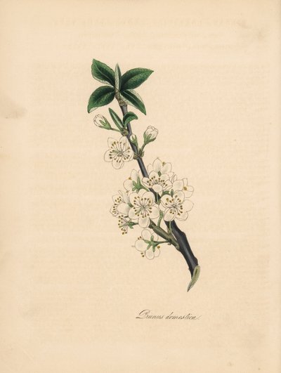 梅の木 - 一般的な梅の木、プルナス ドメスティカ。 William Woodville の「Medical Botany」の James Sowerby によるイラストから引用 C. Chabot による手彩色のジンコグラフ Miss M. A. Burnett が彼女の「Plantae Utiliores: or Illustrations of Usef」から描いたもの 作： James Sowerby