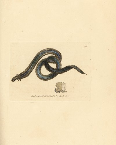 多毛類ワーム、Phyllodoce lamelligera (Nereis lamelligera)。 The British Miscellany の James Sowerby による手彩色の銅版画、または新しい、珍しい、またはほとんど知られていない動物の色付きの図。 作： James Sowerby
