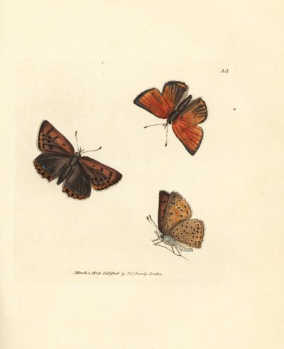 純刃の銅蝶、リカエナ カバ。 The British Miscellany の James Sowerby による手彩色の銅版画、または新しい、珍しい、またはほとんど知られていない動物の彩色された図。 作： James Sowerby