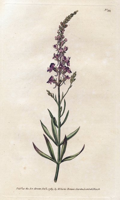 Purple Linar - James Sowerby (1757-1822) によるリトグラフィー、William Curtis
