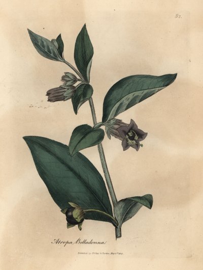 紫の花の致命的なナス科、アトロパ ベラドンナ 作： James Sowerby