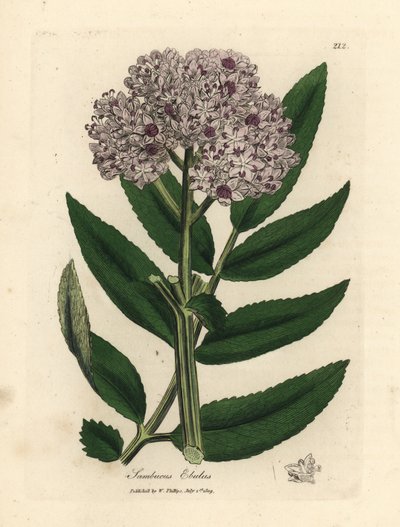 紫色の花が咲くドワーフ エルダー ツリー、Sambucus ebulus 作： James Sowerby