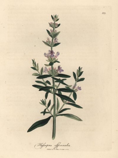紫の花ヒソップ、Hyssopus officinalis 作： James Sowerby