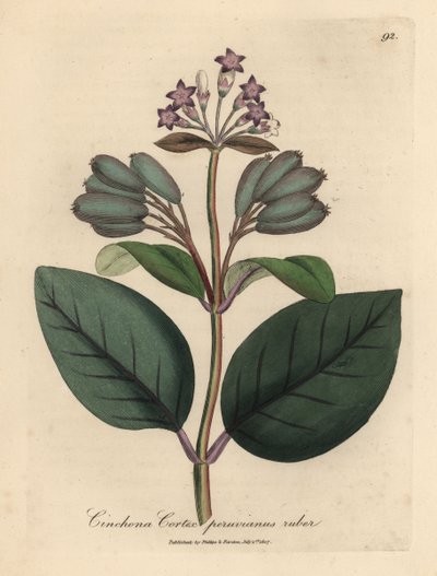 紫の花が咲く赤いペルーの樹皮の木、キナ皮質 peruvianus シリコンゴム 作： James Sowerby