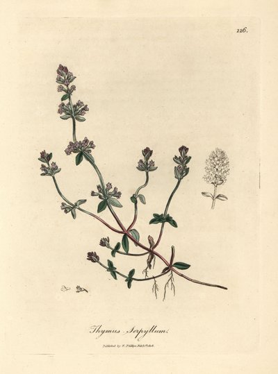 紫の花が咲くワイルド タイム、Thymus serpyllum 作： James Sowerby