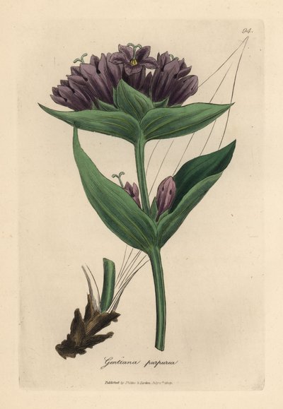 紫色リンドウ、リンドウ purpurea 作： James Sowerby