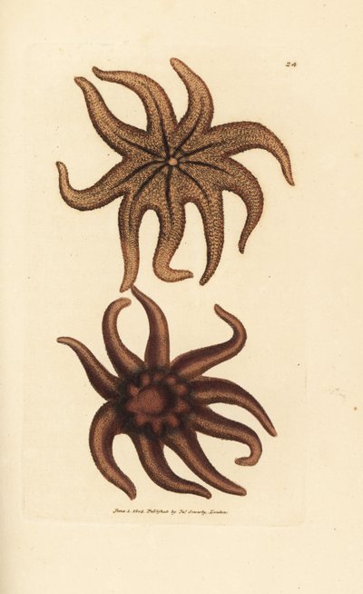 紫色の太陽の星、Solaster endeca (ナインレイド ヒトデ、Asterias endeca)。 The British Miscellany の James Sowerby による手彩色の銅版画、または新しい、珍しい、またはほとんど知られていない動物の彩色された図。 作： James Sowerby