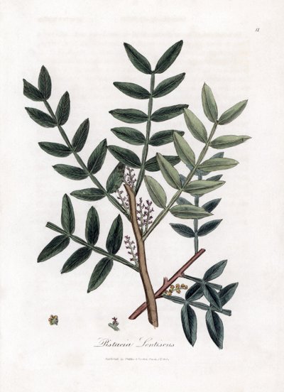 パテ ツリーまたは lentiscus ピスタチオ - パテ ツリー、Pistacia lentiscus。 ウィリアム・ウッドヴィルのジェームス・ソワービーによる植物のイラストからの手彩色の銅版画とウィリアム・ジャクソン・フッカー卿の「「医学植物学」」、ジョン・ボーン、ロンドン 作： James Sowerby