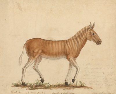 quagga zebra 作： James Sowerby