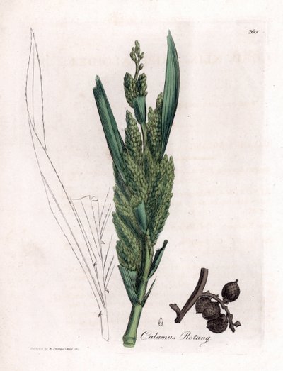 Rattan Palm - Rotang 杖、Calamus rotang。 ジェームズ・ソワービーによるウィリアム・ウッドビルの植物図とウィリアム・ジャクソン・フッカー卿の「「医療植物学」」、ジョン・ボーン、ロンドンの手彩色銅版画 作： James Sowerby
