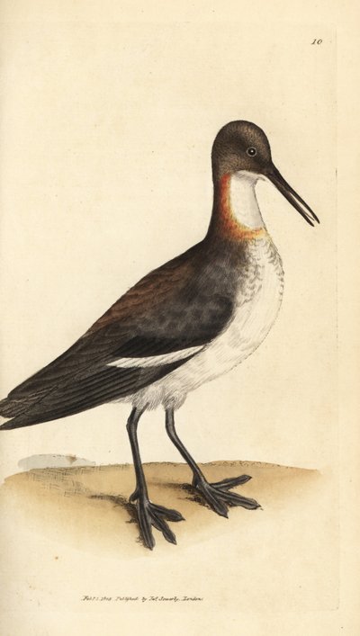 赤い首のファラロペ、Phalaropus lobatus (Phalaropus hyperboreus)。 The British Miscellany の James Sowerby による手彩色の銅版画、または新しい、珍しい、またはほとんど知られていない動物の彩色された図。 作： James Sowerby