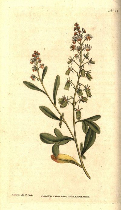 Reseda の匂い - 甘い香りのする reseda または mignonette、Resedaodorata。 ジェームズ・ソワービーによる手彩色の銅版画と植物のイラスト、ウィリアム・カーティスの『ザ・ボタニカル・マガジン』、ランベス・マーシュ、ロンドン 作： James Sowerby