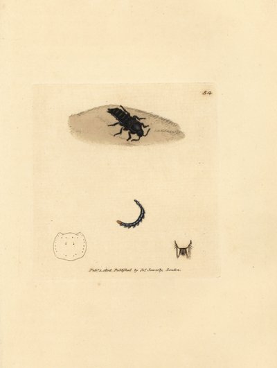 Rove カブトムシ、Velleius dilatatus (鋸歯状の角を持つ Staphylinus、Staphylinus concolor)。 The British Miscellany の James Sowerby による手彩色の銅版画、または新しい、珍しい、またはほとんど知られていない動物の色付きの図。 作： James Sowerby