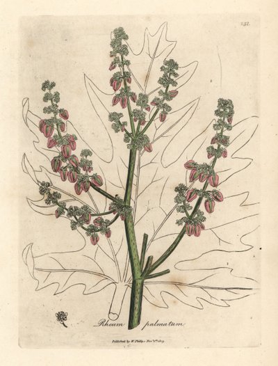 ルバーブの花と茎、葉の輪郭、ダイオウ 作： James Sowerby