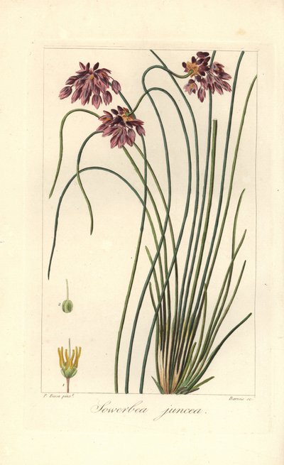 イグサユリ、Sowerbaea juncea、オーストラリア原産。 植物学者ジェームズ・ソワービーにちなんで名づけられました。 Mordant de Launay の「Herbier General de l