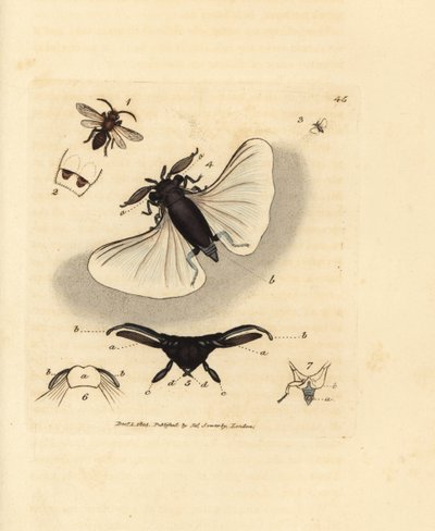 サンドビー寄生虫、Stylops melittae。 The British Miscellany の James Sowerby による手彩色の銅版画、または新しい、珍しい、またはほとんど知られていない動物の色付きの図。 作： James Sowerby