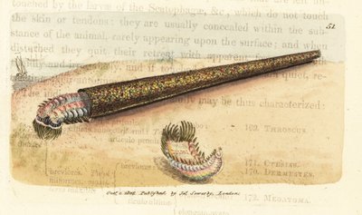 砂管を作るアネリッド ファンワーム、ペクチナリア ベルジカ (Nereis pectinata)。 The British Miscellany の James Sowerby による手彩色の銅版画、または新しい、珍しい、またはほとんど知られていない動物の彩色された図。 作： James Sowerby