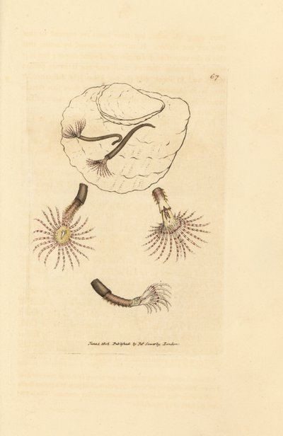 真紅の触手を持つサンド ワーム、アンフィトリテ ロゼア。 The British Miscellany の James Sowerby による手彩色の銅版画、または新しい、珍しい、またはほとんど知られていない動物の彩色された図。 作： James Sowerby
