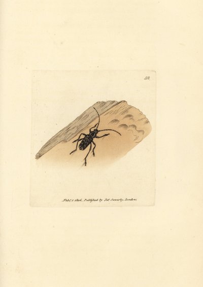 Sarosesthes fulminans カブトムシ (Cerambyx fulminans)。 The British Miscellany の James Sowerby による手彩色の銅版画、または新しい、珍しい、またはほとんど知られていない動物の彩色された図。 作： James Sowerby