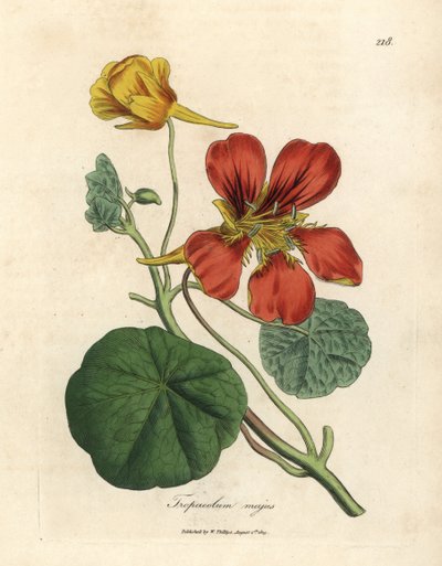 緋色と黄色の花を咲かせたインドのクレス、Tropaeolum majus 作： James Sowerby
