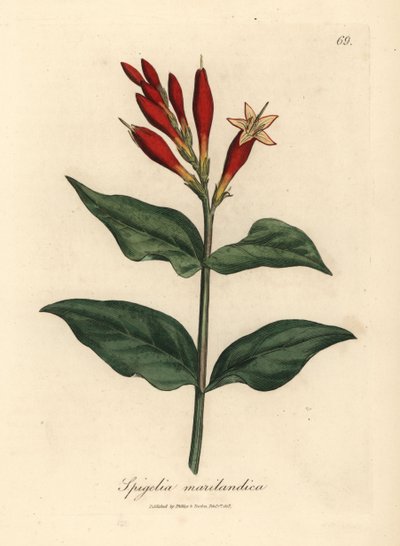 緋色の花が咲くインディアン ピンク、Spigelia marlandica 作： James Sowerby