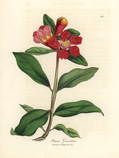 緋色の花が咲くザクロの木、Punica granatum 作： James Sowerby
