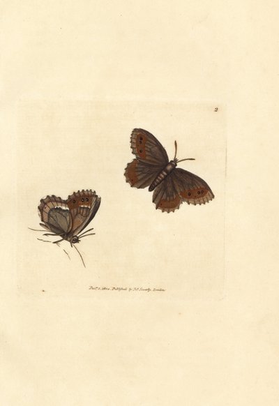スコッチ アーガス蝶、エレビア aethiops (アゲハ blandina)。 The British Miscellany の James Sowerby による手彩色の銅版画、または新しい、珍しい、またはほとんど知られていない動物の色付きの図。 作： James Sowerby