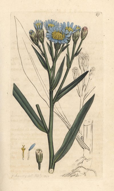 シーアスター、Tripolium pannonicum subsp. tripolium (Sea starwort, Aster tripolium) (Aster Maritime) James Smith